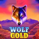 wolf-gold-1-img